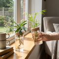Desktop Glass Planter Vase, Hydroponic Edition